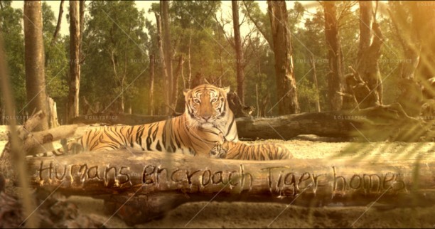 14oct_SundarbanTigers-ZaraJeeneDe03