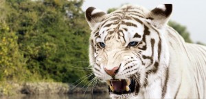 14nov_Roar Tigers